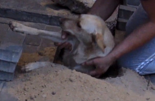 Clip giải cứu chó mang thai sau 2 ngày bị chôn sống