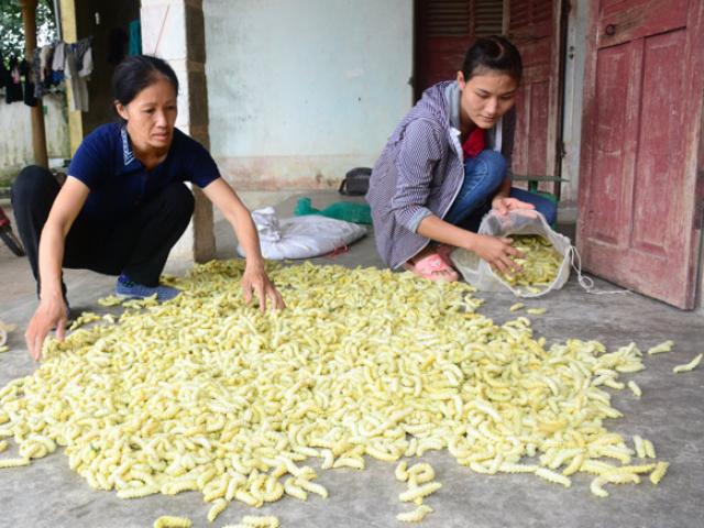 Cả làng nuôi tằm làm thức ăn, không trồng dâu lại có tiền rủng rỉnh