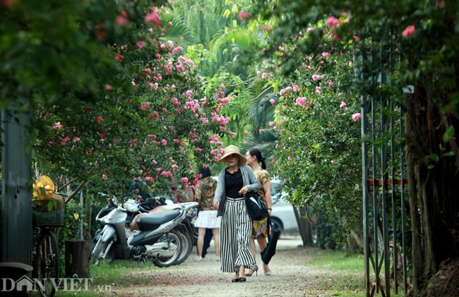 anh: khu vuon 100 goc hoa tuong vi dep lung linh o ha noi hinh anh 1
