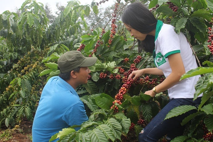 Vườn cà phê sai trĩu quả của anh Trì 