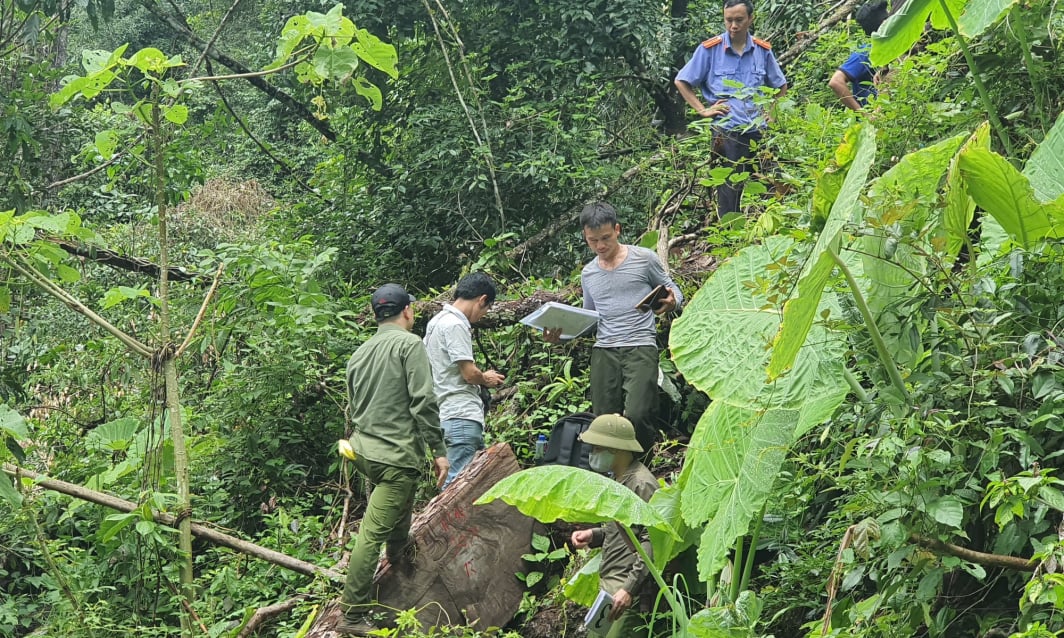 Hà Giang: Khởi tố vụ phá rừng nghiến tại huyện Bắc Mê