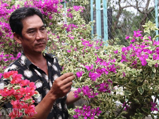 Mãn nhãn ngắm vườn hoa giấy '6 trong 1' chưng Tết trên đất Tây Đô