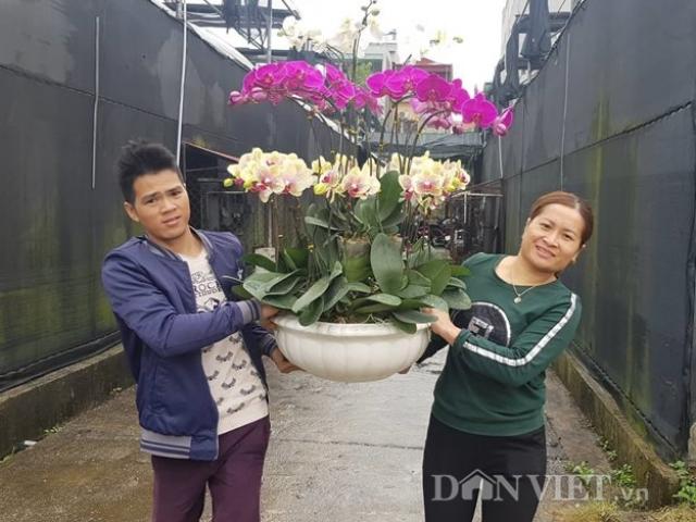 Ảnh: Giá cao ngất ngưởng, lan hồ điệp vẫn cháy hàng trước Tết