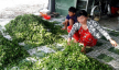 Bạc Liêu: Thu hoạch nhiều mà thương lái ít, cần giải vây hàng trăm tấn rau xóa đói giảm nghèo 