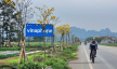 Đường hoa nông thôn mới đẹp như phim ở một xã NTM nâng cao của Ninh Bình, hoa phong linh vàng rực