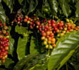 Robusta rời xa ngưỡng 5.000 USD, chạm đáy 3 tuần, cà phê thu mua ở Lâm Đồng giảm mạnh nhất