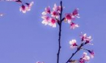 Sắc hồng mai anh đào trong nắng xuân Đà Lạt