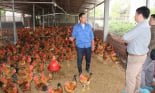 Nuôi gia cầm VietGAHP như thế nào để dễ tiêu thụ, giá bán cao