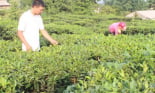 Học và làm theo Bác: Đem lợi ích thiết thực đến nông dân