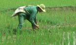 Vì an ninh lương thực, bảo vệ tốt trên 1 triệu ha lúa Đông Xuân ở các tỉnh phía bắc