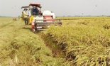 Tăng lợi nhuận cho người trồng lúa