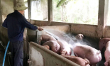 Giá heo hơi tăng, nông dân nỗ lực tái đàn