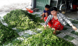Bạc Liêu: Thu hoạch nhiều mà thương lái ít, cần giải vây hàng trăm tấn rau xóa đói giảm nghèo 