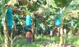 Lào Cai: Nỗ lực hỗ trợ nông dân trồng chuối tiêu thụ nông sản