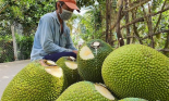 Sau thanh long, hàng chục nghìn tấn mít, bưởi, chuối cần tiêu thụ gấp