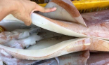 Hai loại mực khổng lồ hút hàng