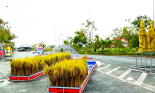 Festival lúa gạo Việt Nam lần thứ V sẽ tổ chức thi để chọn ra loại gạo ngon nhất nước