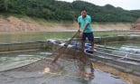 Nuôi cá đặc sản trên lòng hồ Hòa Bình, nông dân làm giàu, lãi quan viên
