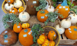 Cận cảnh bí ngô khổng lồ chơi Halloween, giá tới vài triệu đồng mỗi quả