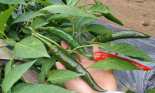 Bất ngờ khi Việt Nam nhập ớt Trung Quốc, tồn dư hóa chất diệt côn trùng