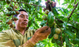 Vì sao 8 năm nữa, tỉnh Đắk Lắk nâng gấp đôi diện tích trồng mắc ca lấy thứ hạt ví như nữ hoàng quả khô?