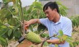 Chuẩn bị tôn vinh sản phẩm nông nghiệp Sơn La tiêu biểu