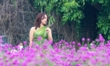 Mê mẩn ngắm hoa bách nhật tím