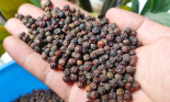 Giá tiêu bật tăng tại các vùng trọng điểm