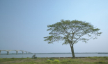 Những cây cô đơn dọc miền đất nước