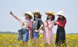 Hấp dẫn tour ngắm hoa hoàng đầu ấn ở Tràm Chim