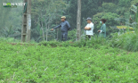 Lạng Sơn: Tiềm năng từ loại cây trồng giúp xóa đói giảm nghèo cho người dân tộc