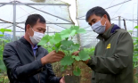 Video: Trồng theo hướng hữu cơ, nông sản Sơn La vừa tăng sản lượng vừa bán được giá
