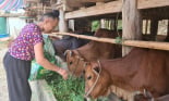 Cả bản này ở Sơn La có tới 90 hộ trồng cỏ nuôi hơn 700 con bò, nhà nào cũng thu hàng trăm triệu/năm