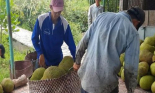 Giá mít chỉ còn 3.000 đồng/kg