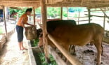Nông thôn Sơn La: Nữ dân tộc Thái chăn nuôi giỏi, thu nhập cao
