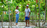 Nho Ninh Thuận về đất cù lao