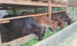 Sơn La: Chủ động phòng chống dịch bệnh trên đàn gia súc