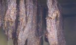 Thịt trâu gác bếp