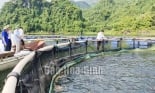 Sản lượng cá lồng nuôi cao gấp 5 lần cá khai thác, hàng ngàn hộ chăn nuôi ở lòng hồ Hòa Bình đều có lãi