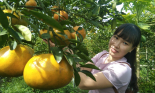 Khai mạc Lễ hội quýt hồng Lai Vung