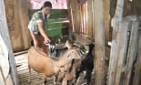 Chuyển đổi cơ cấu cây trồng, vật nuôi giúp nông dân một xã 135 ở Hòa Bình có thu nhập tốt hơn