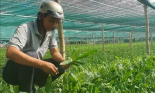 Trồng ngò gai ở vùng trũng, nông dân Khánh Hòa thu nhập gấp đôi so với trồng lúa
