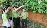 Kiểm lâm Sơn La: Làm tốt công tác quản lý, bảo vệ rừng