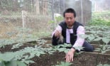 Sâm Ngọc Linh bén rễ trên đất Sơn La giúp đồng bào dân tộc Mông thoát nghèo