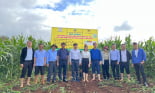 Trồng ngô sinh khối giúp nông dân giảm lượng phân, lợi về kinh tế
