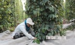 Giá tiêu gian nan tìm cơ hội phục hồi trong năm 2023