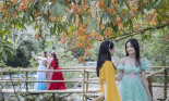 Hoa Vô Ưu mùa nở rộ