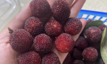 Thanh mai Trung Quốc giá hơn 200.000 đồng/kg, nhập không kịp bán