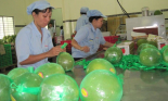 Quả bưởi Việt Nam trên hành trình chinh phục thị trường mới