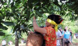 Ngày hội xoài Yên Châu ở Sơn La: Trò chơi 'Bịt mắt bắt xoài' của các cô gái Thái vui ơi là vui